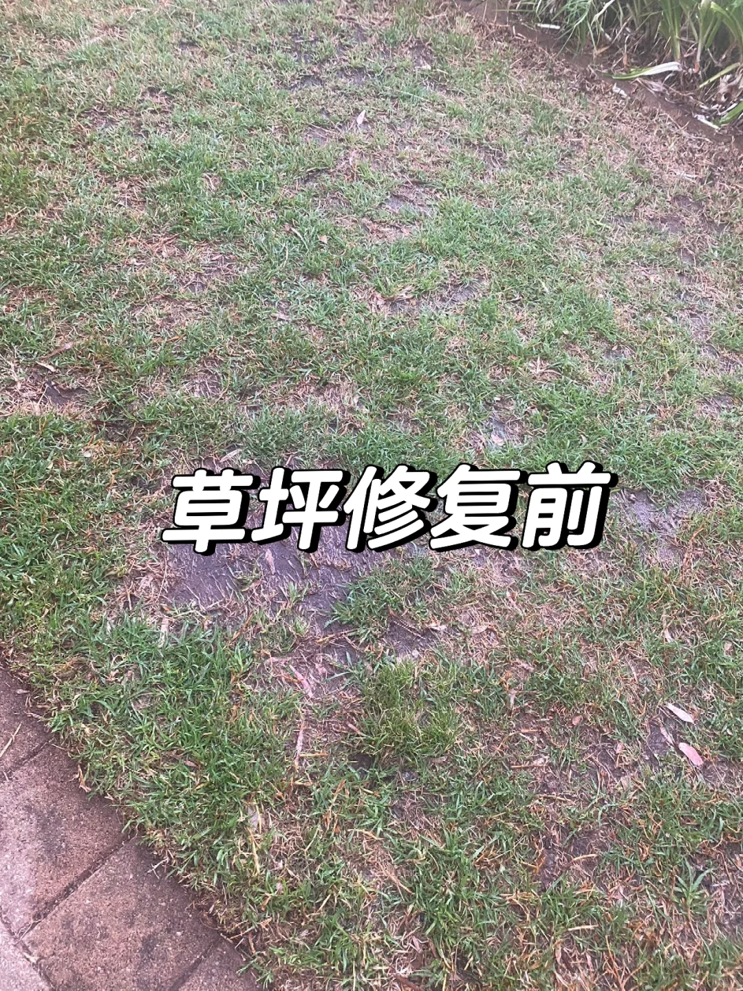 草坪“斑秃”怎么治？