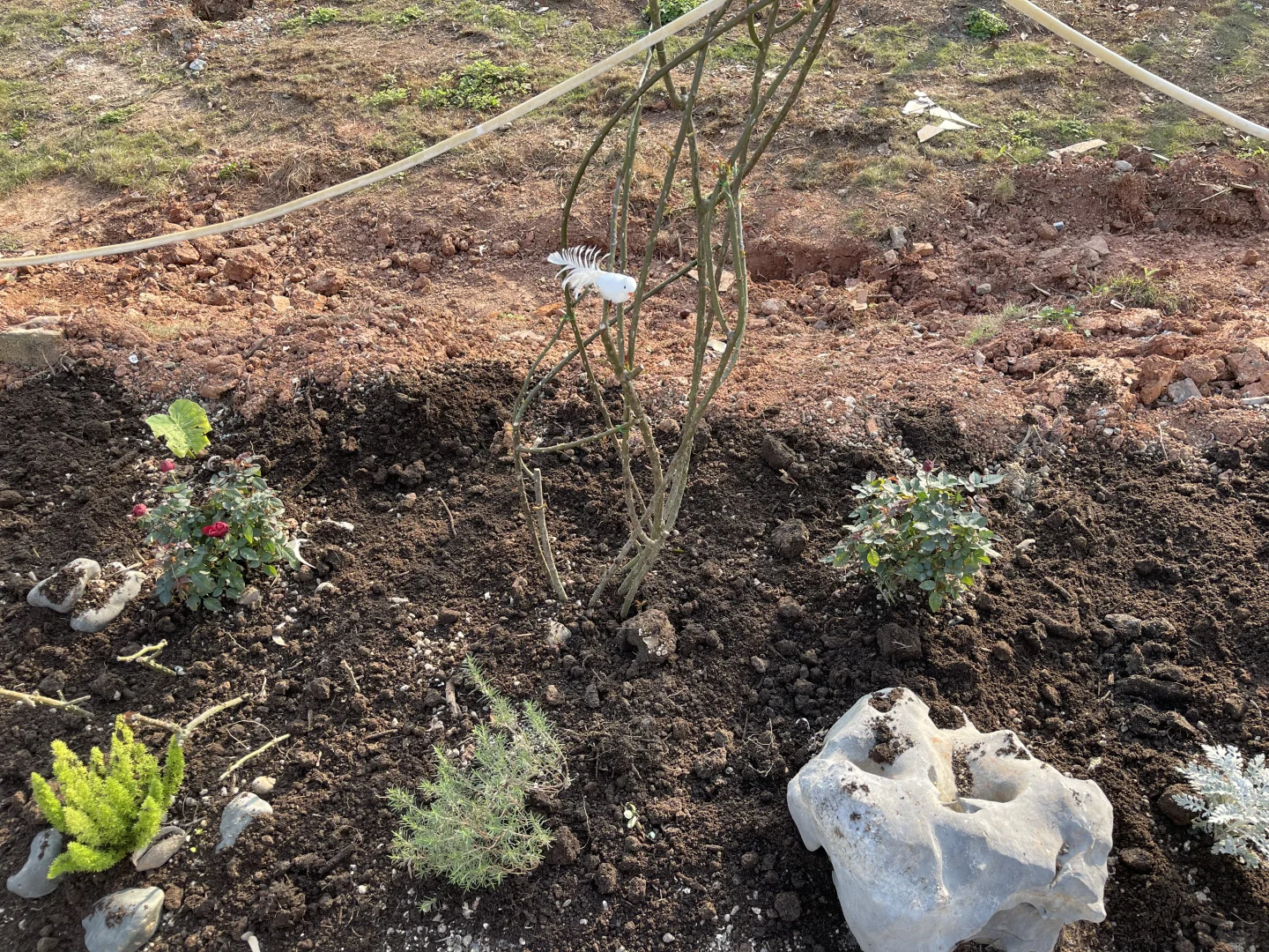 百分百甘蔗渣腐殖土