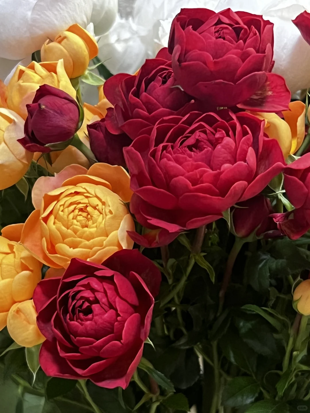 植艺的混色果汁