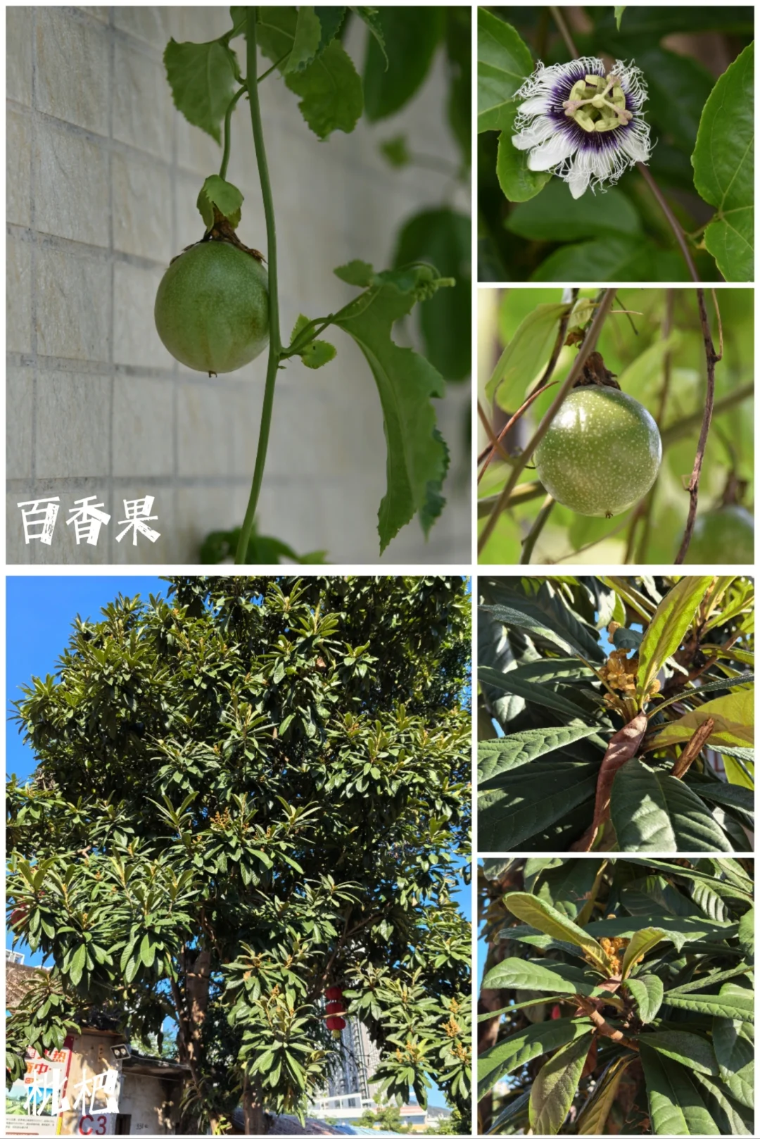 27种|岭南常见水果长成记