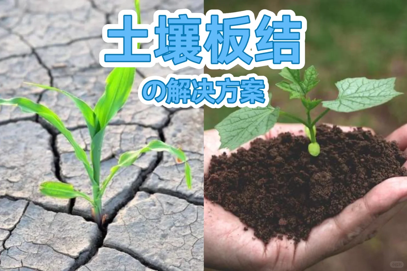 土壤板结怎么办？