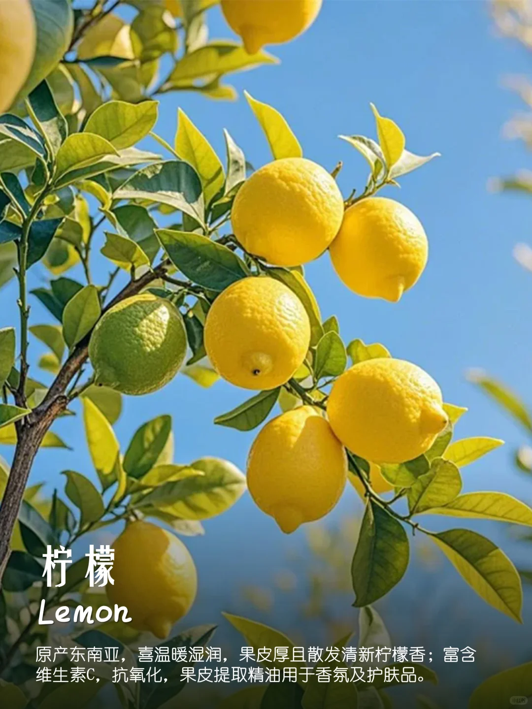 100种疗愈植物|香果篇(64-72)