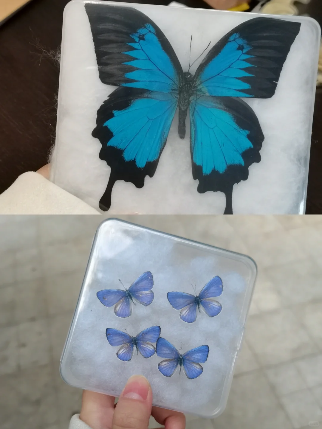 机械蝴蝶? 教程来咯！