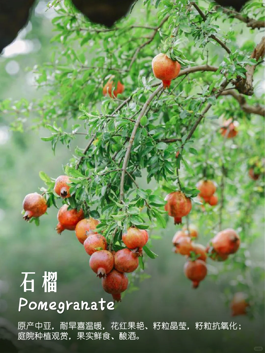 100种疗愈植物|香果篇(64-72)