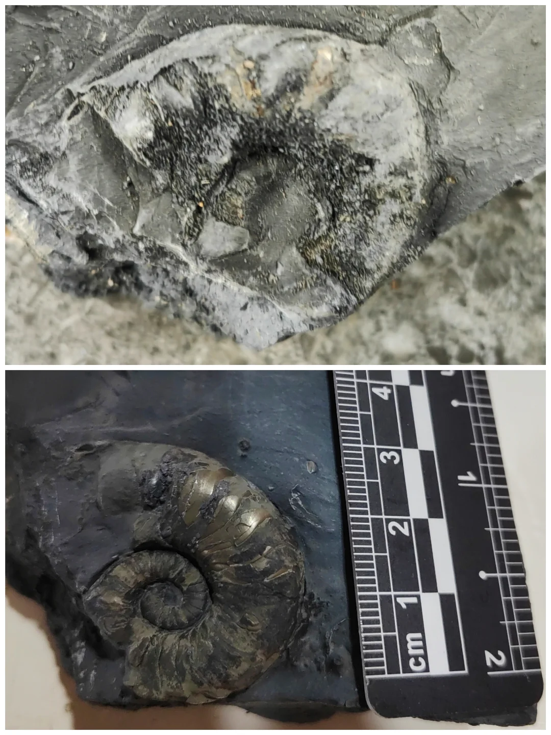 ?化石修复 | 见证古生物的“重生”