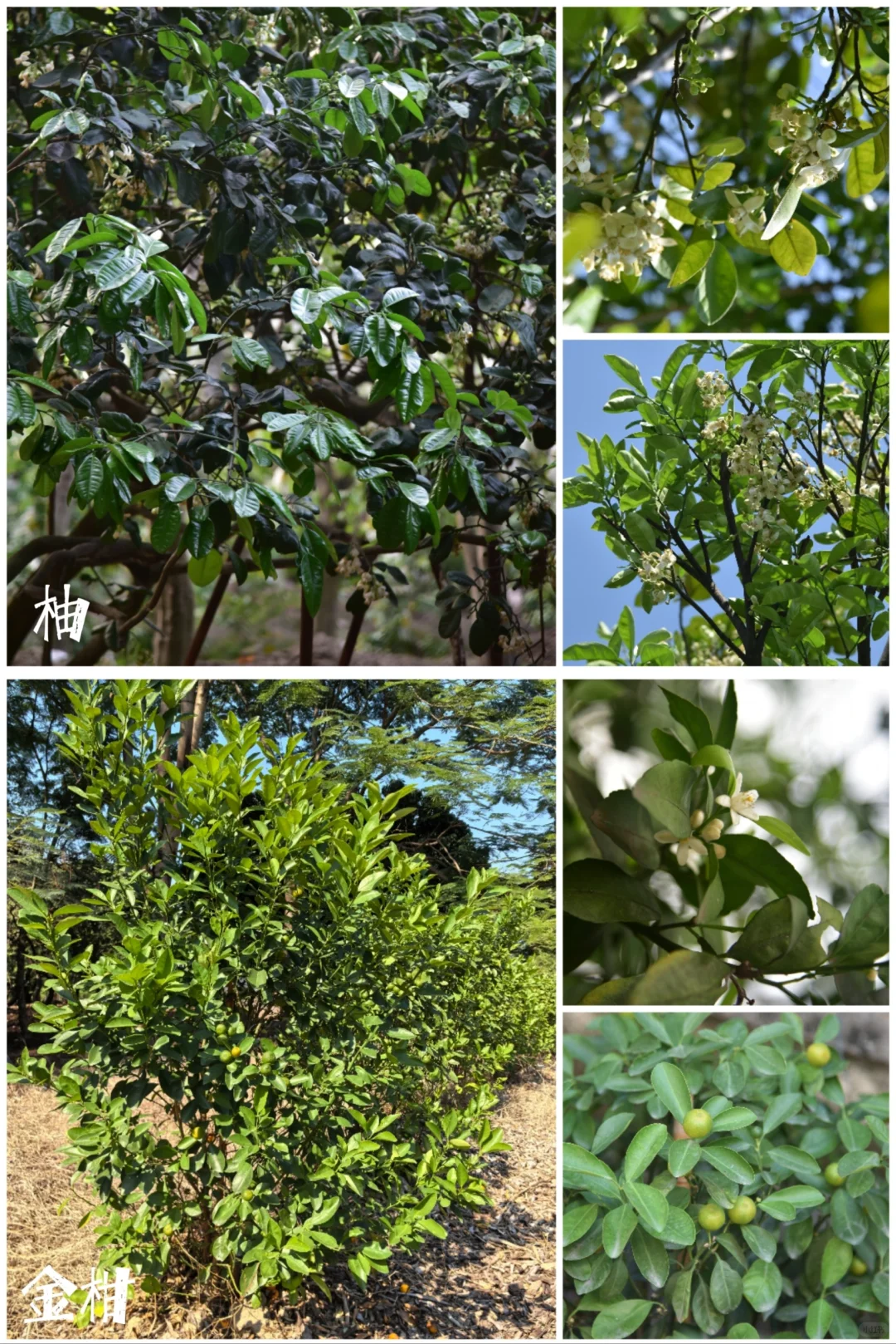 27种|岭南常见水果长成记