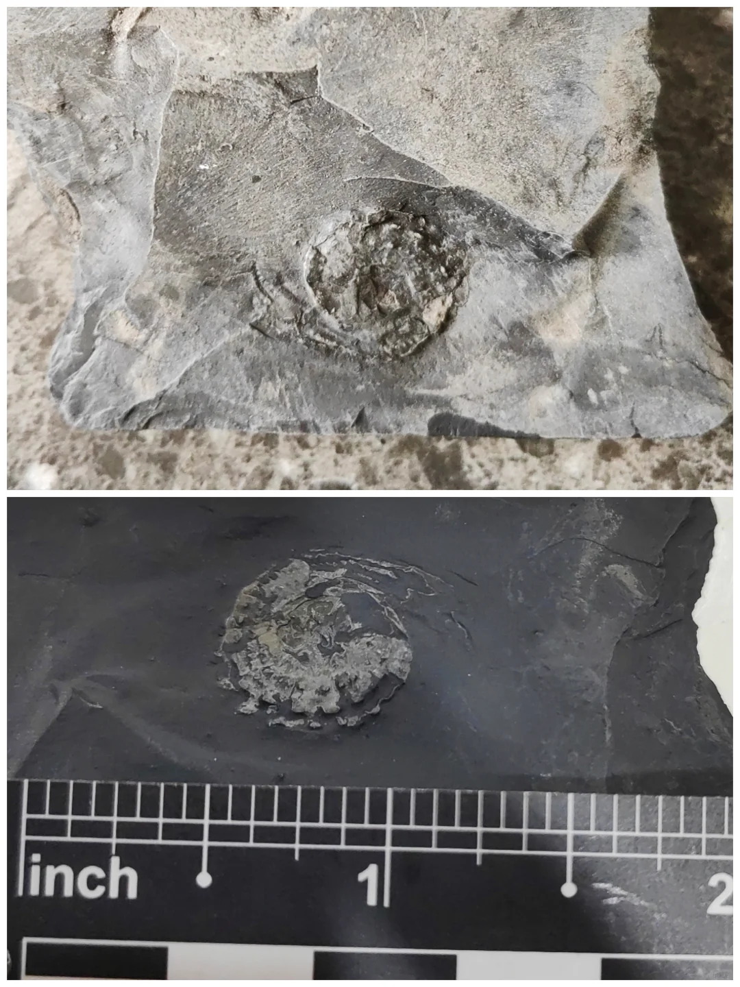 ?化石修复 | 见证古生物的“重生”