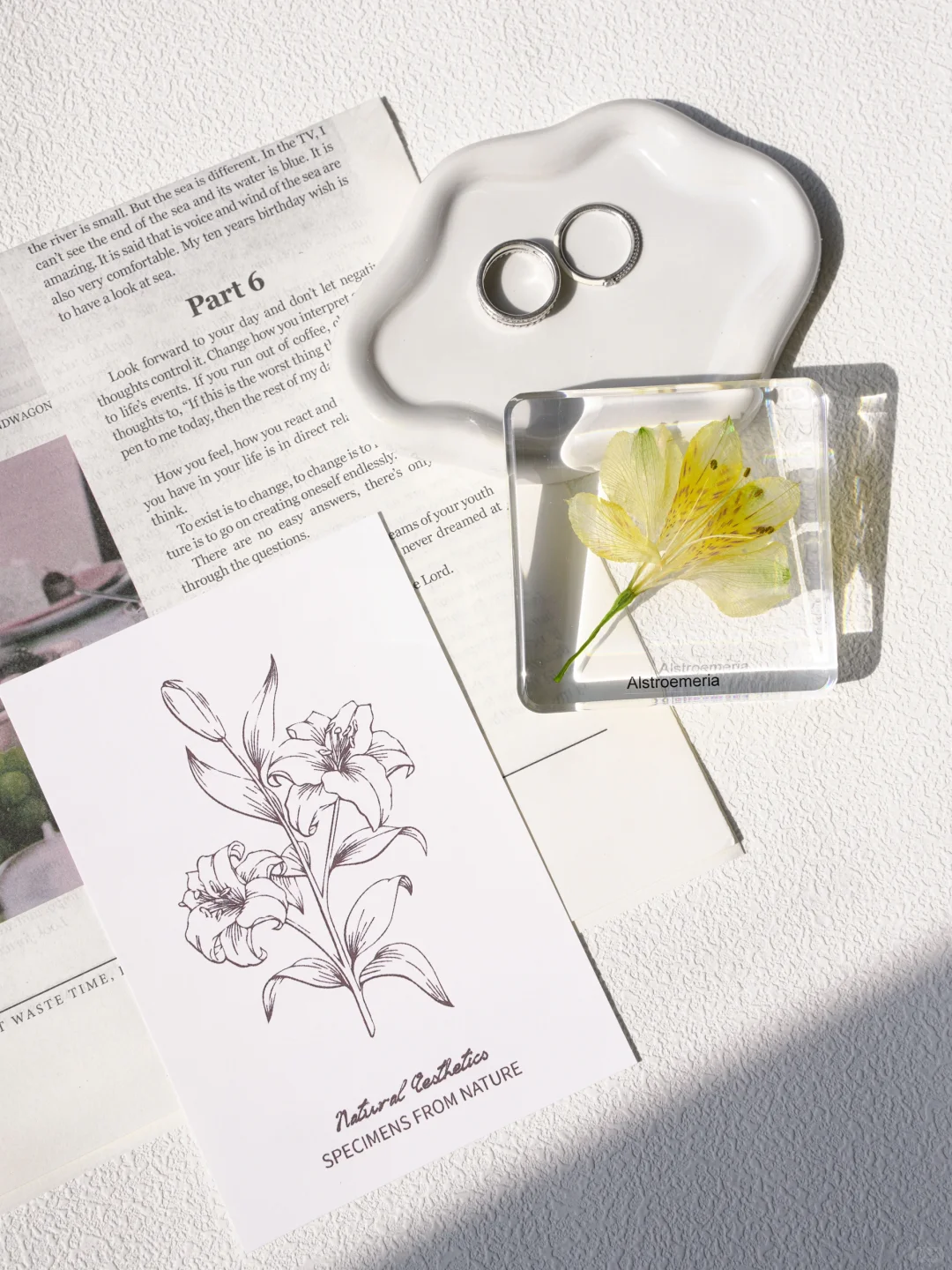 ✨超详细！水仙百合树脂标本制作记录