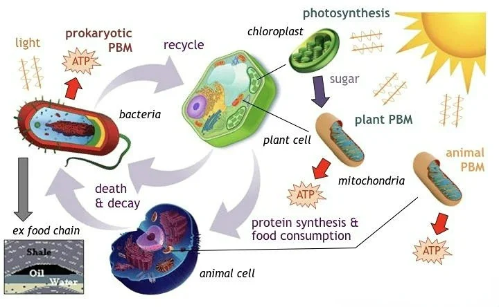 疼痛好帮手——物理治疗—-高能量激