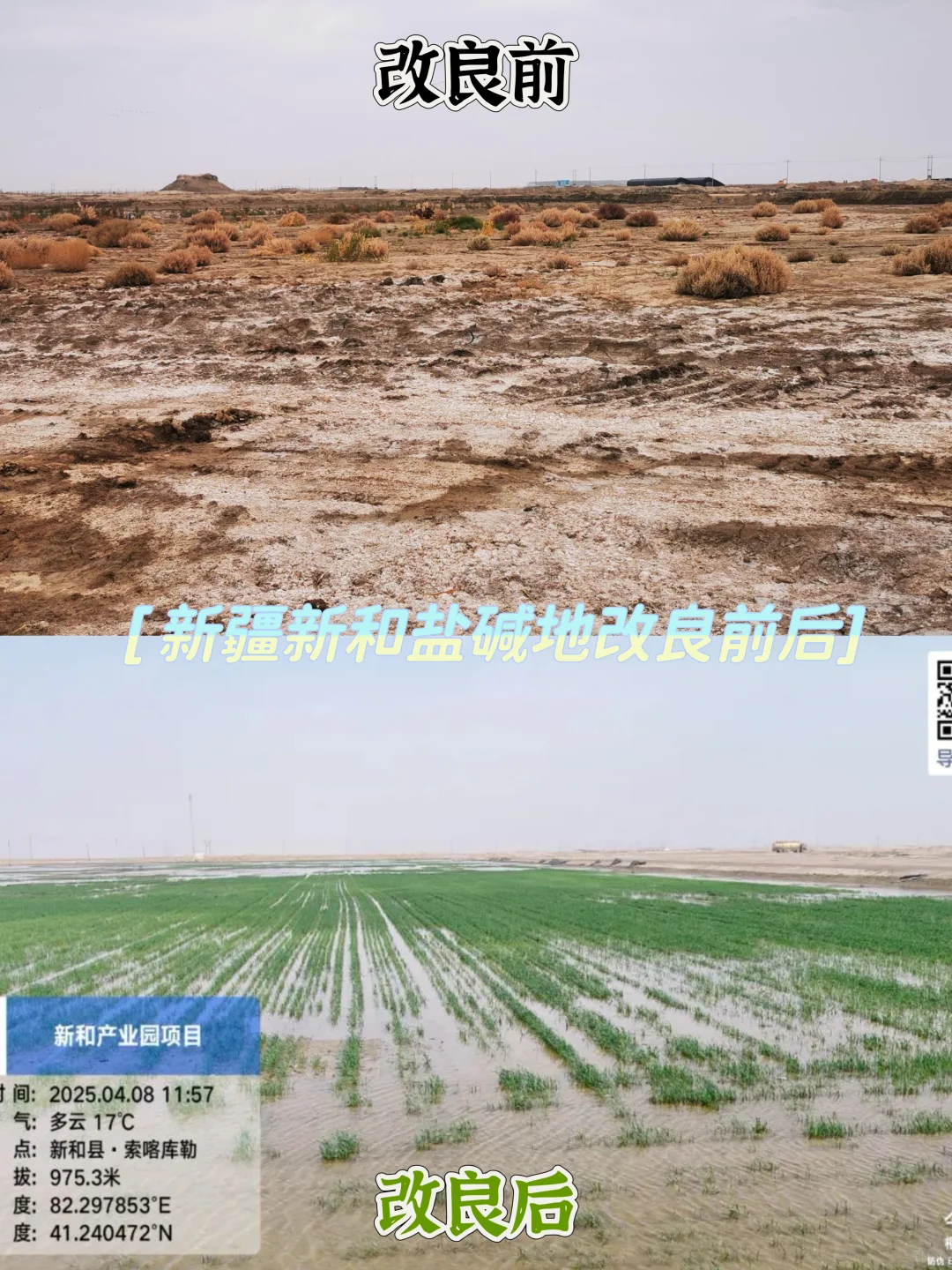 新疆盐碱地改良前后！太震撼了！