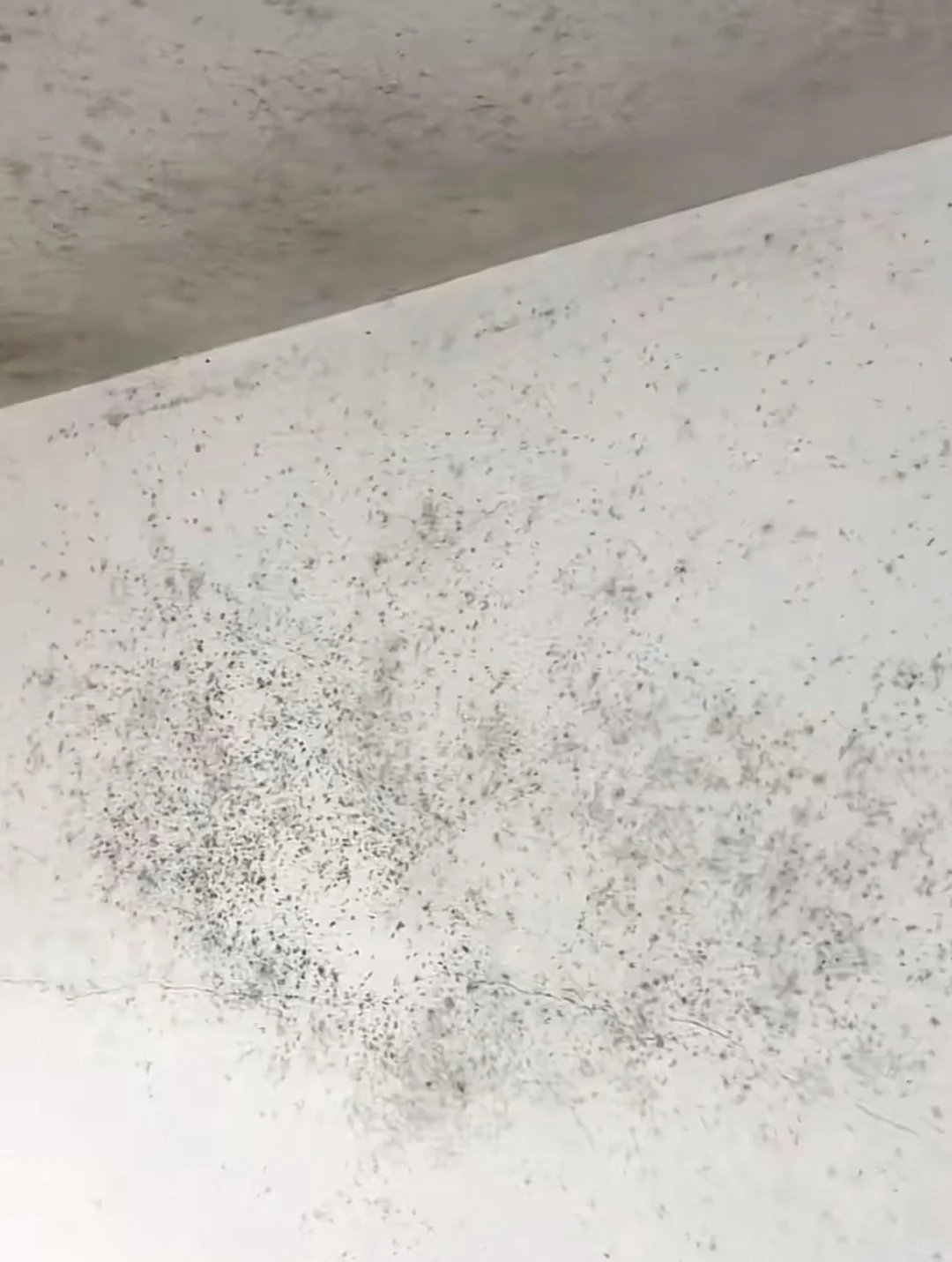 墙体发霉的危害与处置