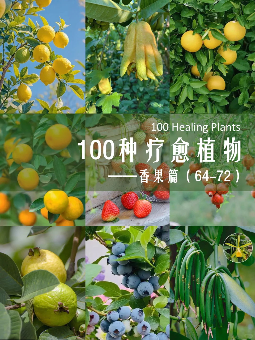100种疗愈植物|香果篇(64-72)