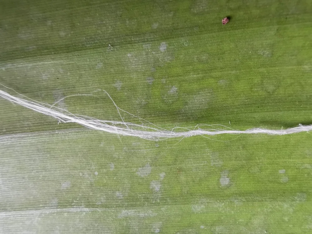 可持续丨来自蕉田的再生纤维