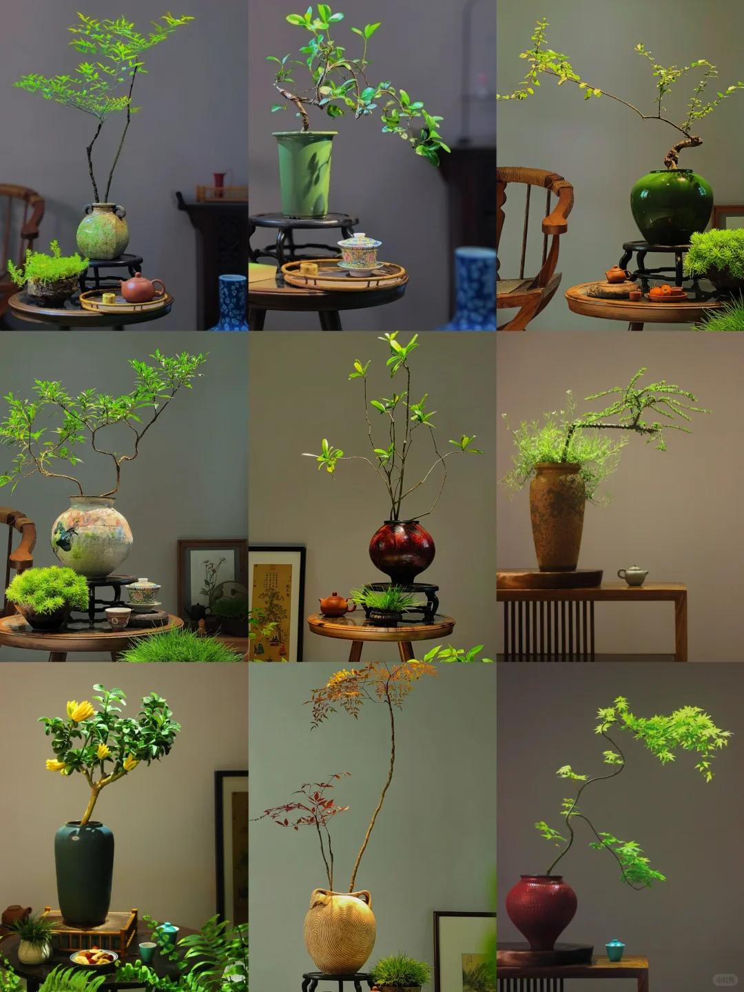 推荐几个提升茶室格调的绿植