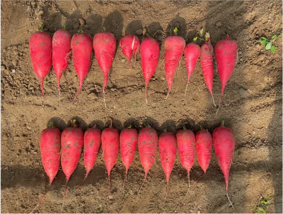 ?神奇宝藏?土壤修复菌剂，让土地重焕生机