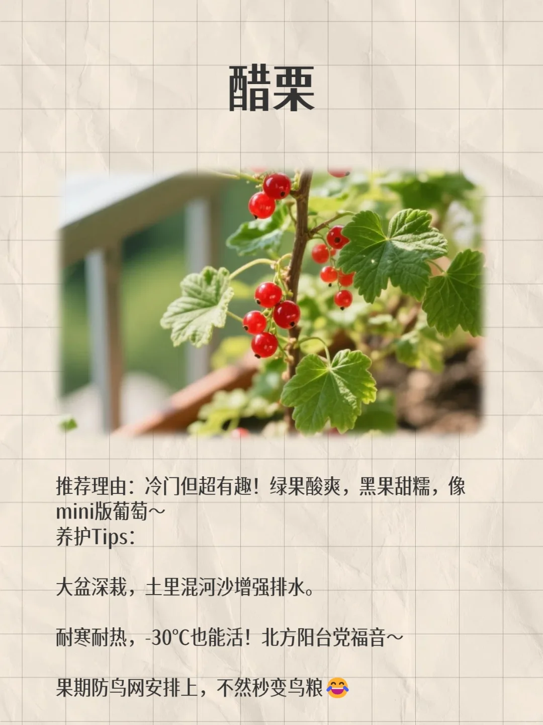 阳台变身小果园！款超适合阳台党的小众水果