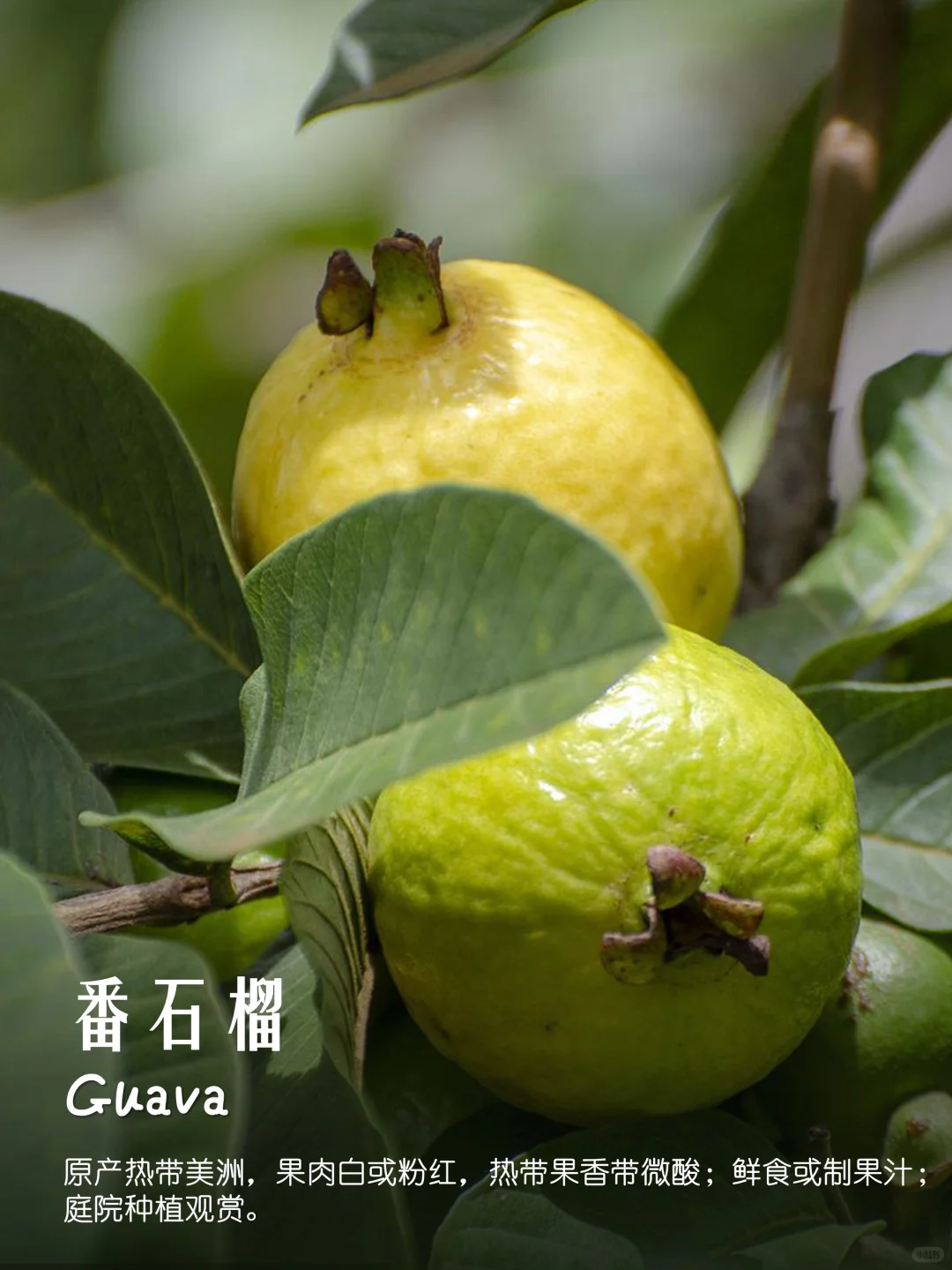 100种疗愈植物|香果篇(64-72)