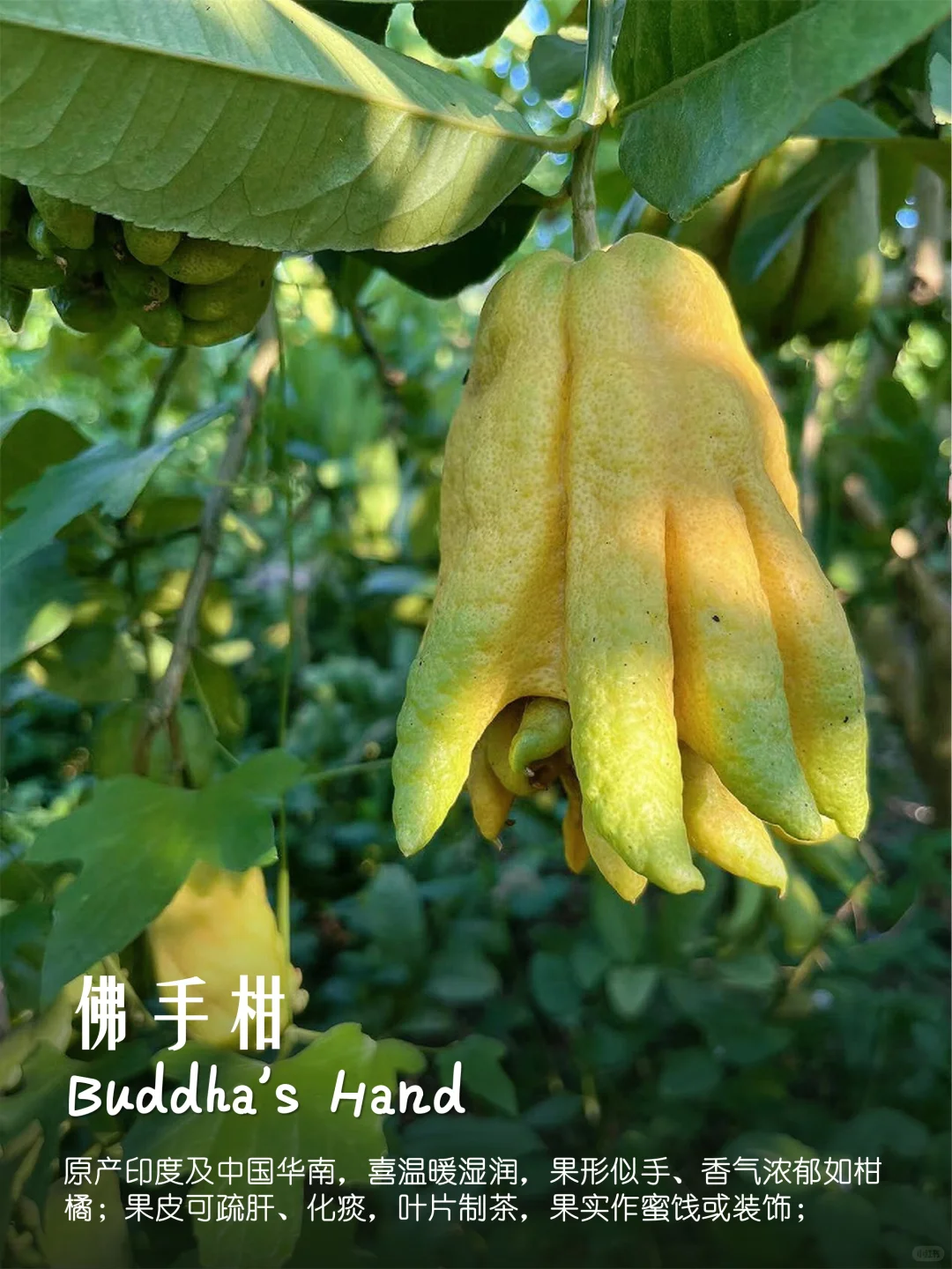 100种疗愈植物|香果篇(64-72)