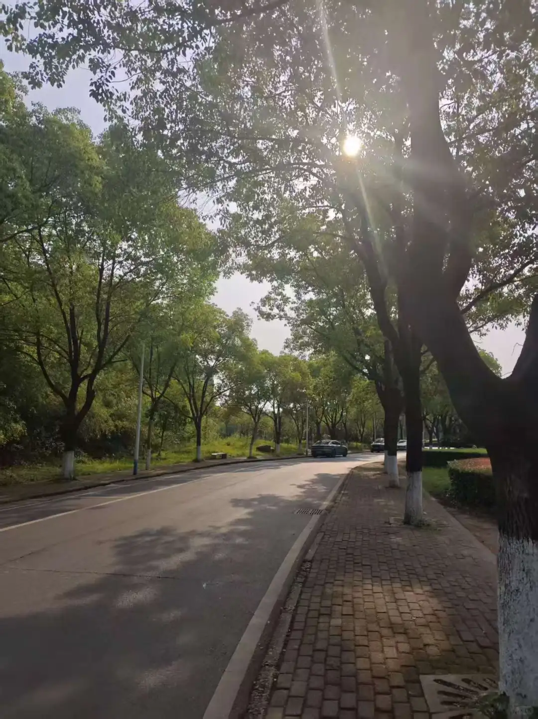 新能源职大的校园环境简直是太爱了(●♡∀♡