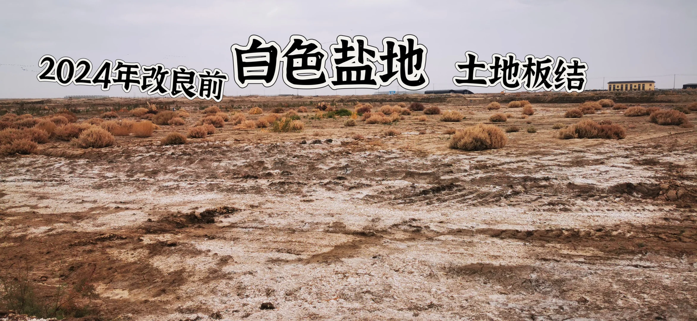 新疆盐碱地改良前后！太震撼了！