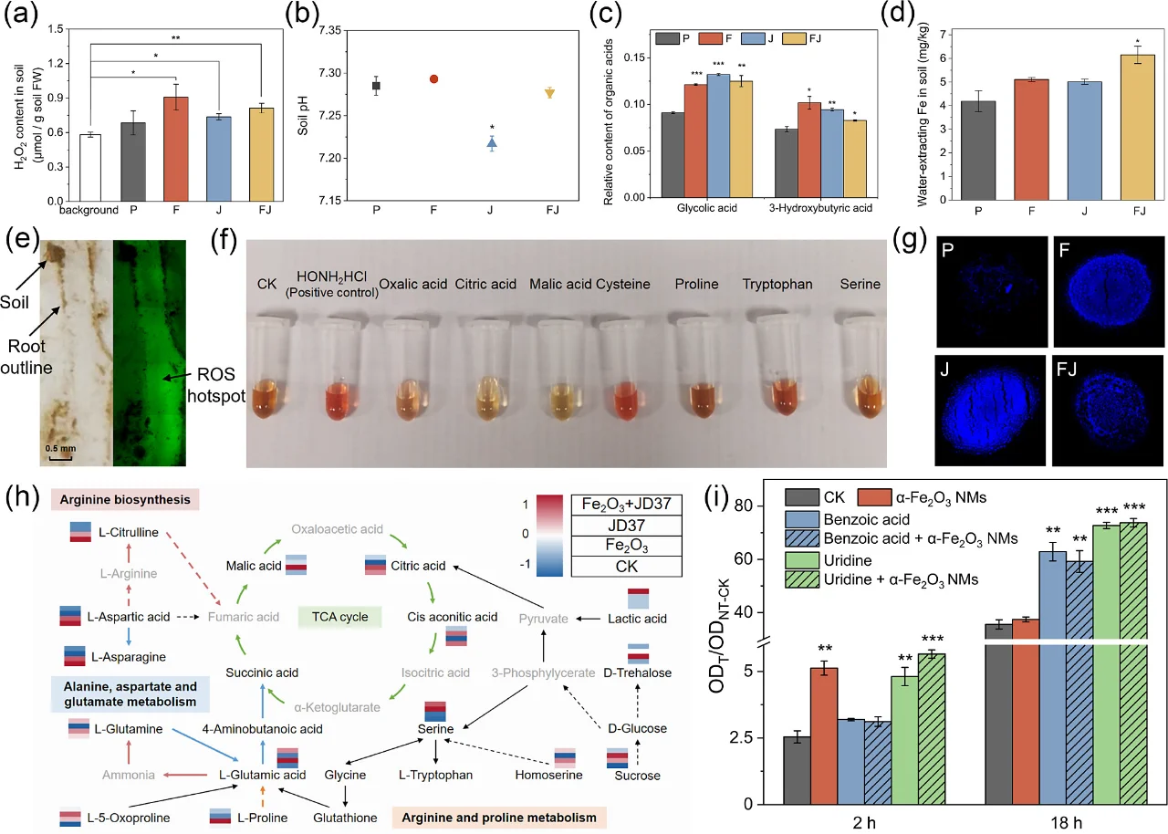文献速递|ES&T|FeNM植物根际菌共生修复土壤