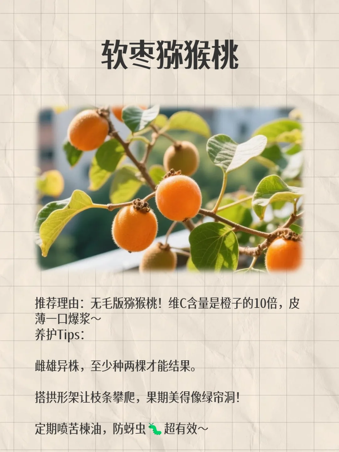 阳台变身小果园！款超适合阳台党的小众水果