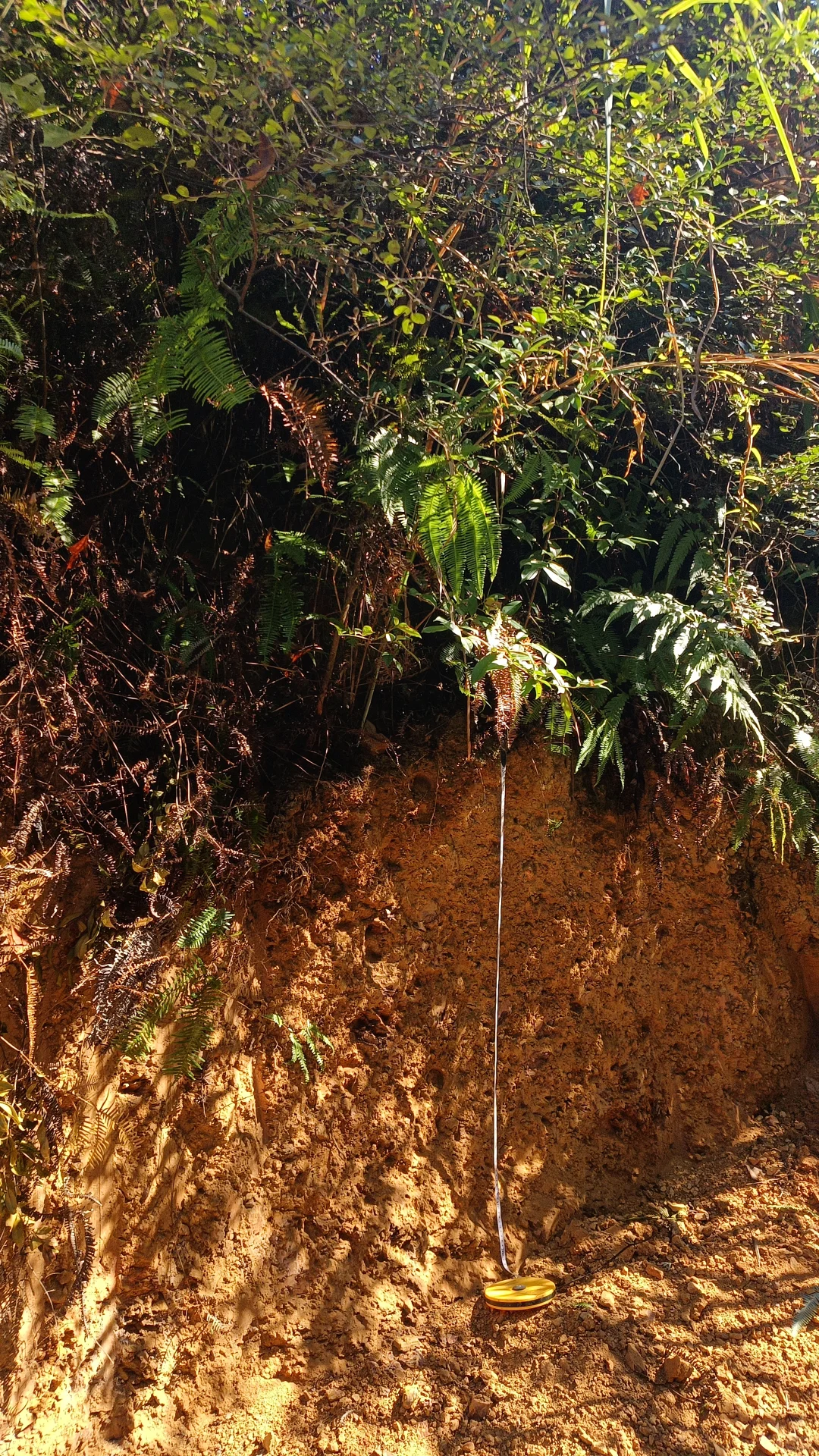 土壤学实习结束啦