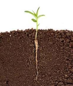 土壤中重金属形态应该怎么测？