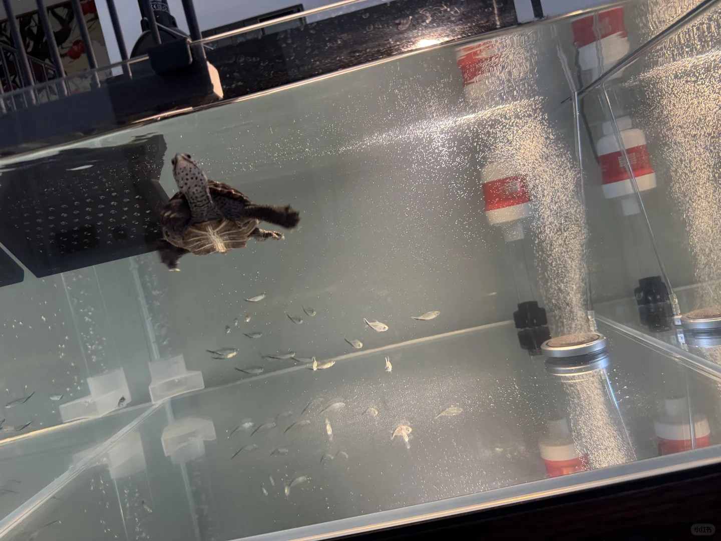 今日更换管道式底吸泵?