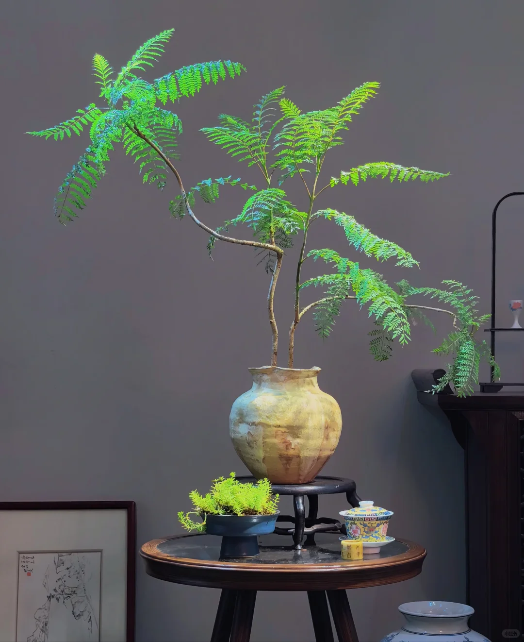 推荐几个提升茶室格调的绿植