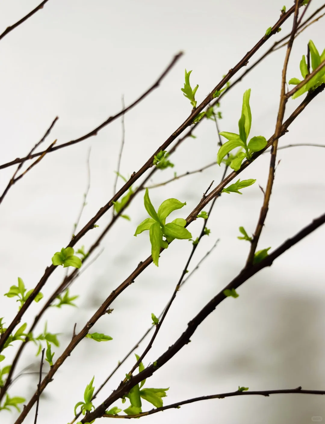 终于找到适合这个角落的绿植了?