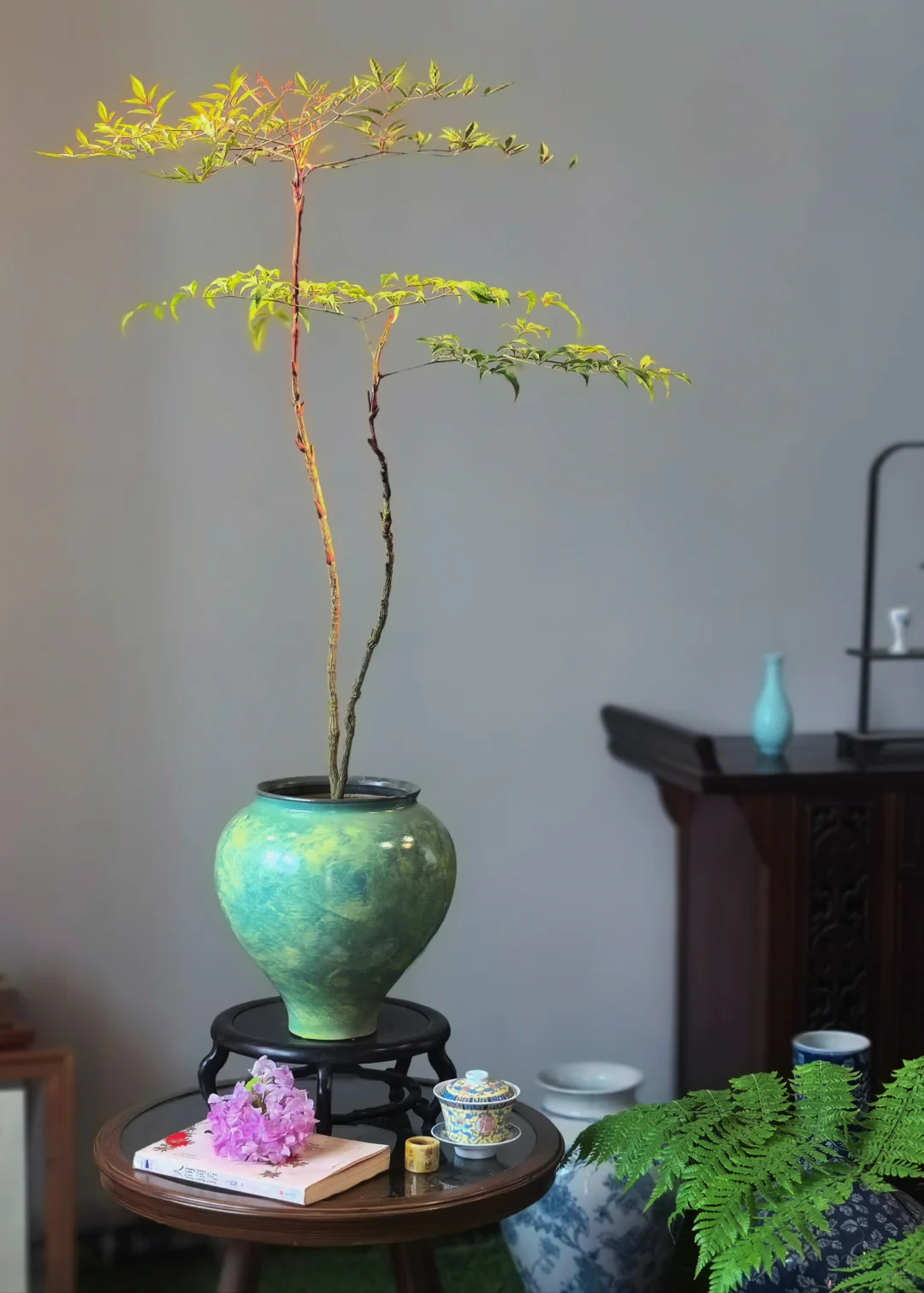 推荐几个提升茶室格调的绿植