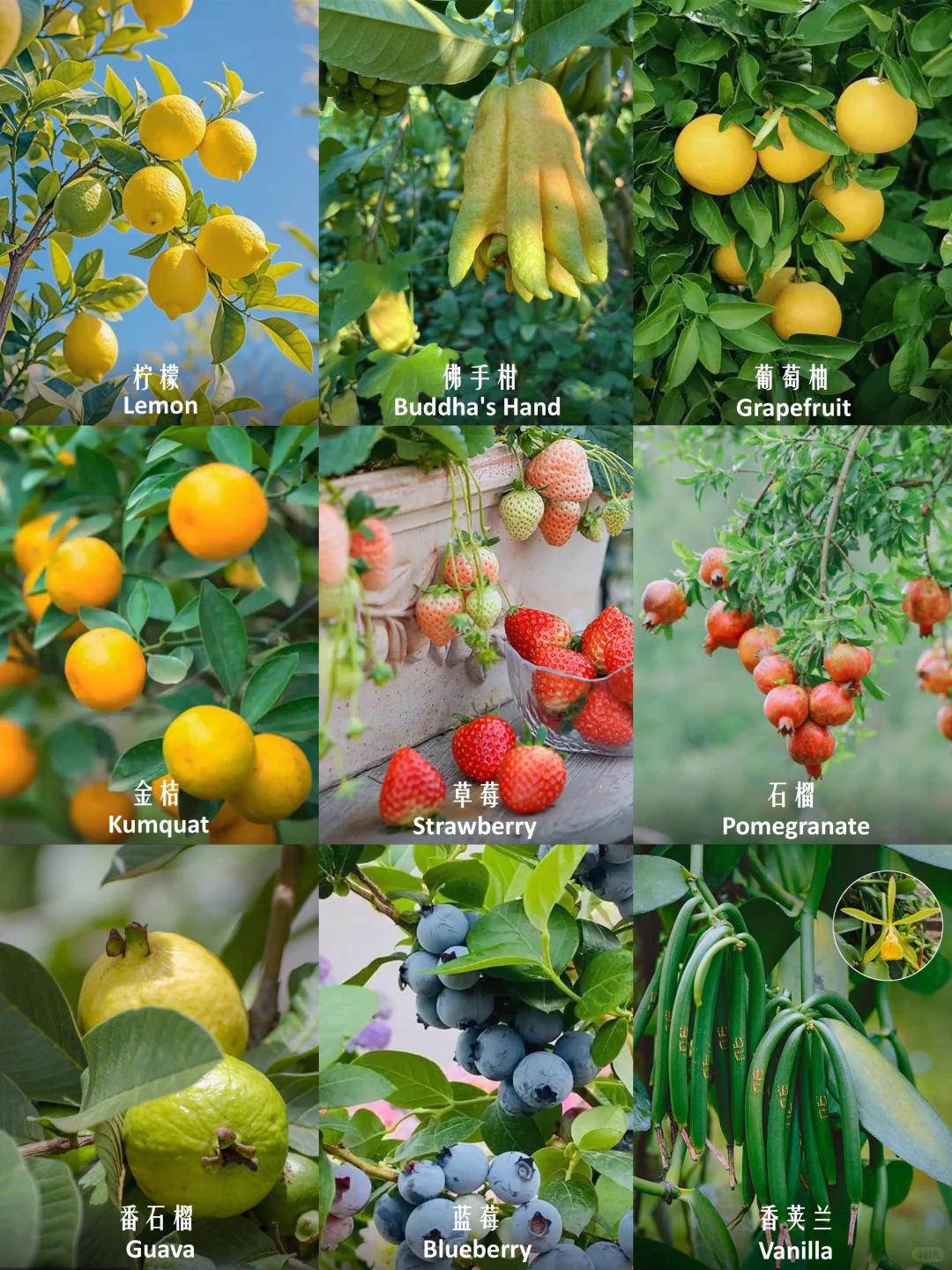 100种疗愈植物|香果篇(64-72)