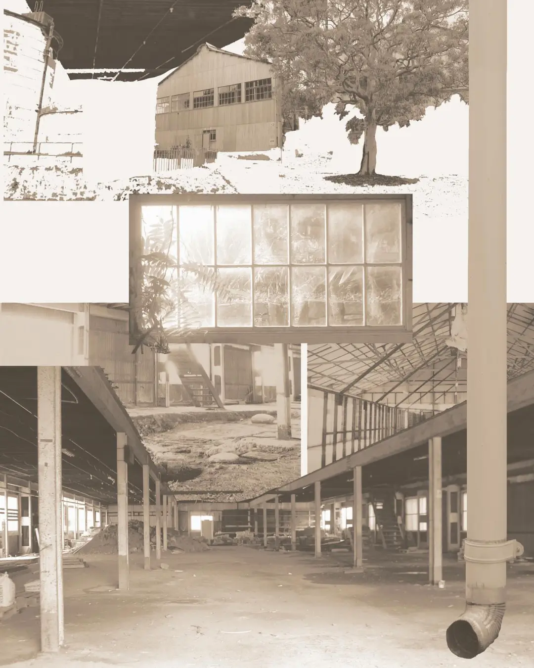 【房屋生活】植物修复土壤的研究