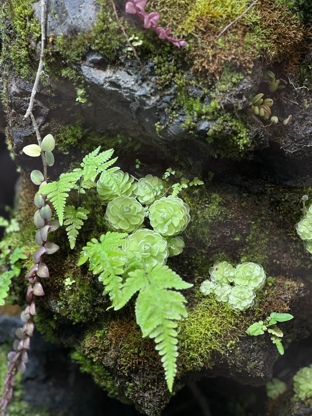 大自然是天生的刺绣师?