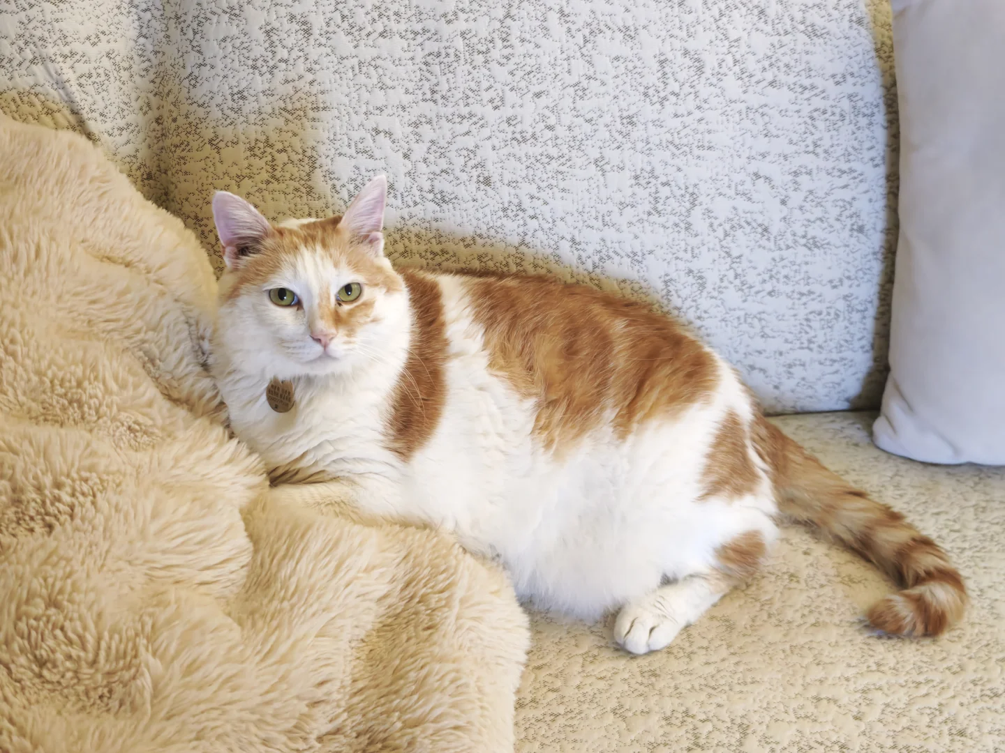 太可爱了吧！陶瓷猫杯子?