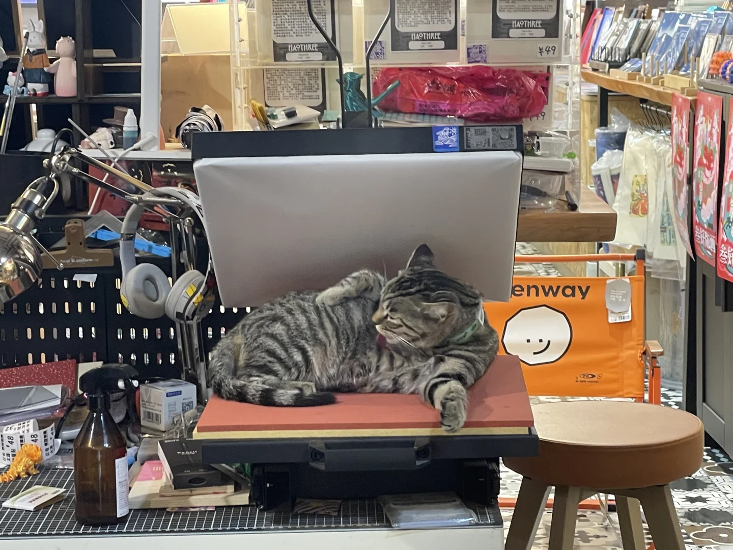 版画工作室里的猫咪鉴赏家?