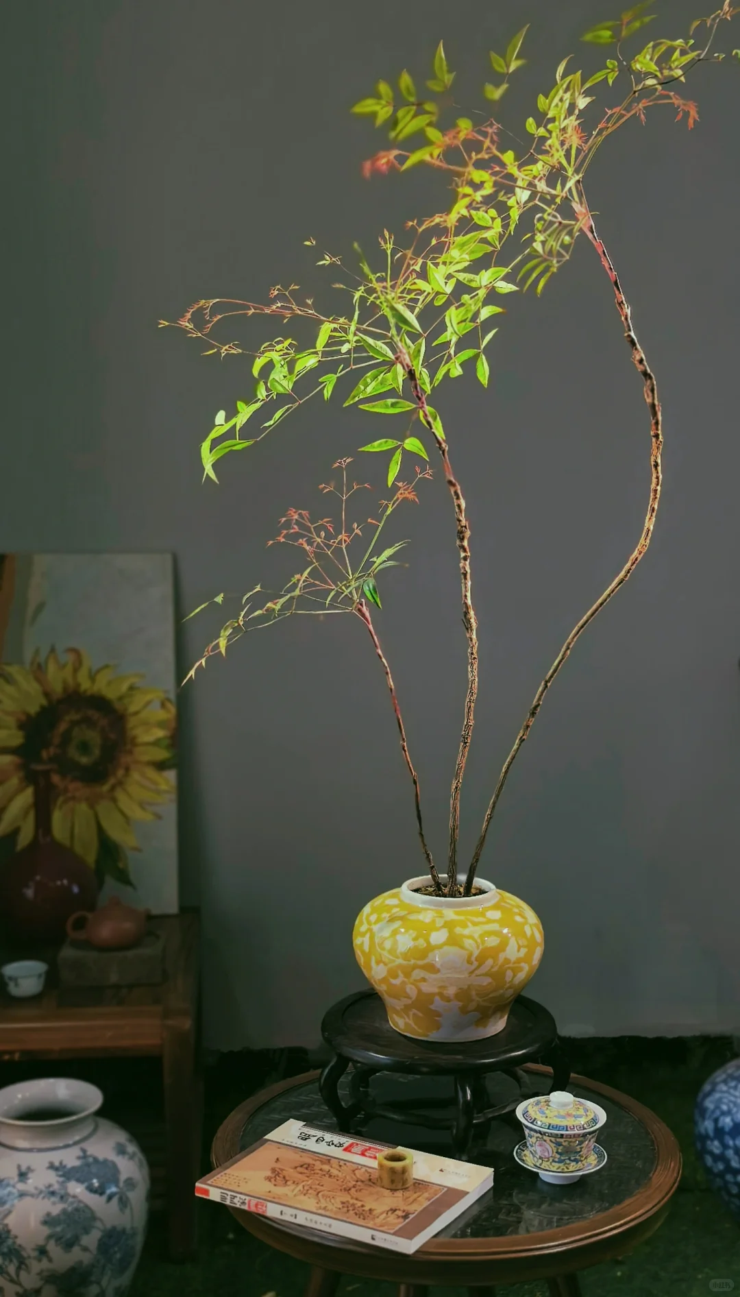 推荐几个提升茶室格调的绿植