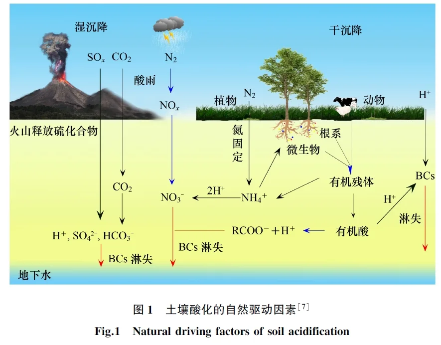 综述 | 酸化土壤改良与固碳研究进展