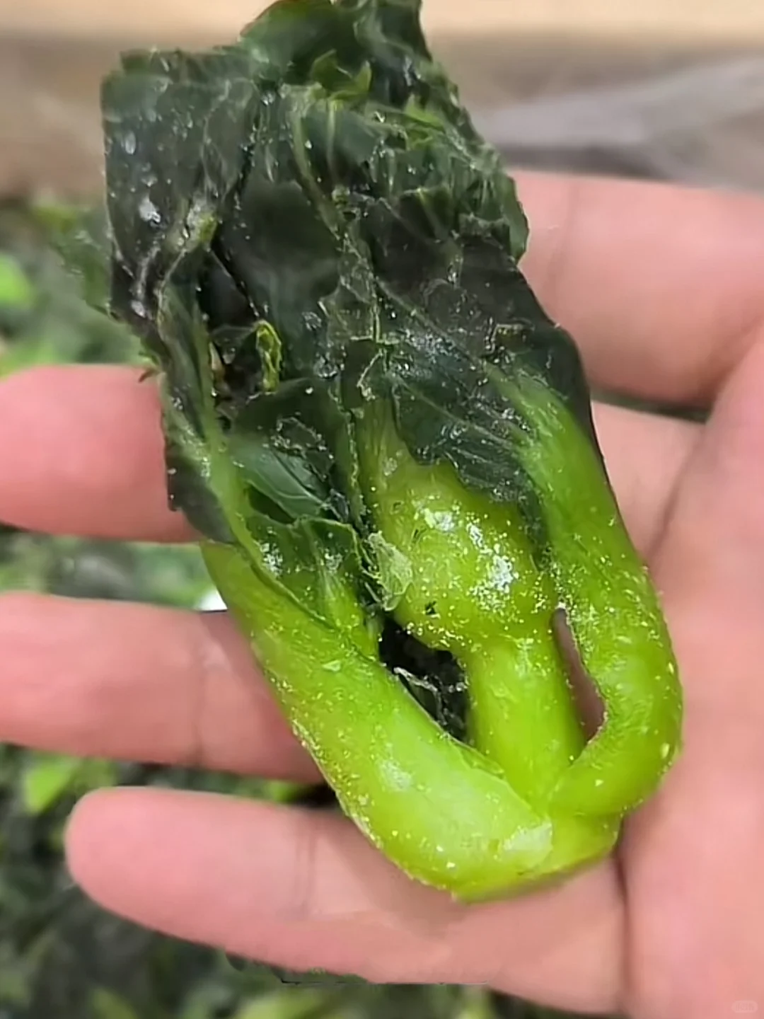 这个世界是巨大的预制菜