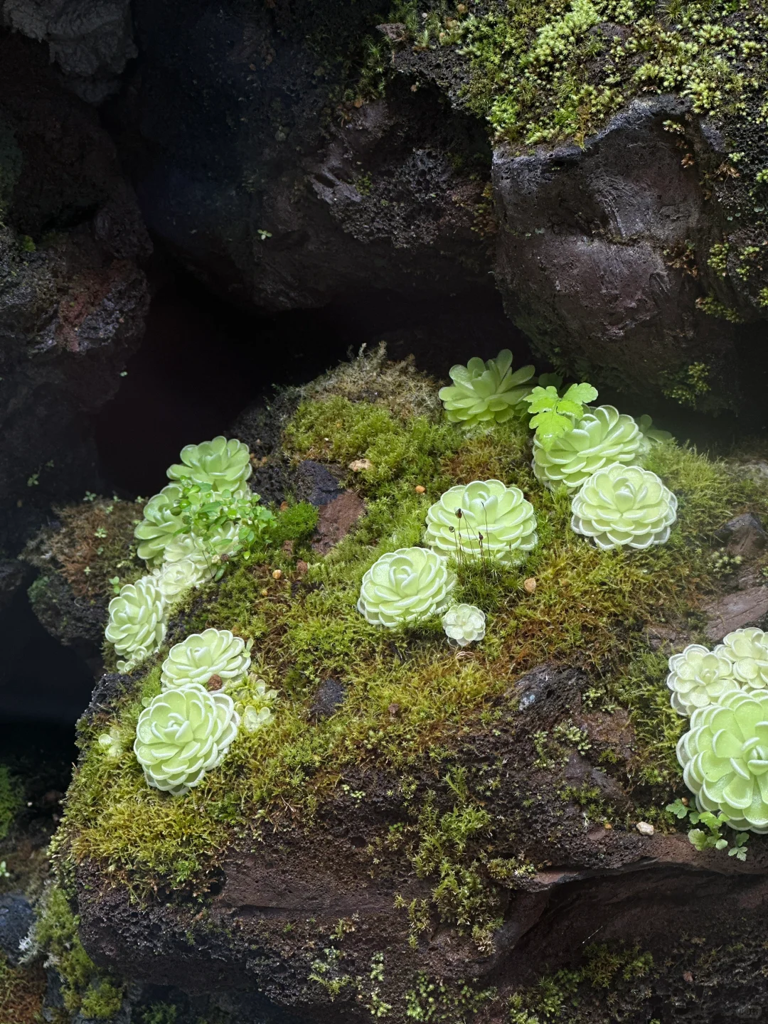 大自然是天生的刺绣师?