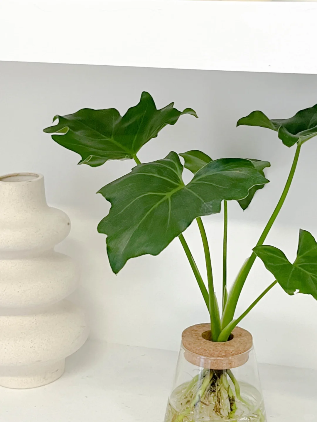 壁柜上植物这么摆更好看