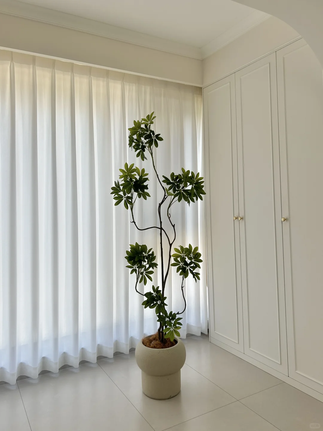 一盆百元绿植带来的氛围感yyds??