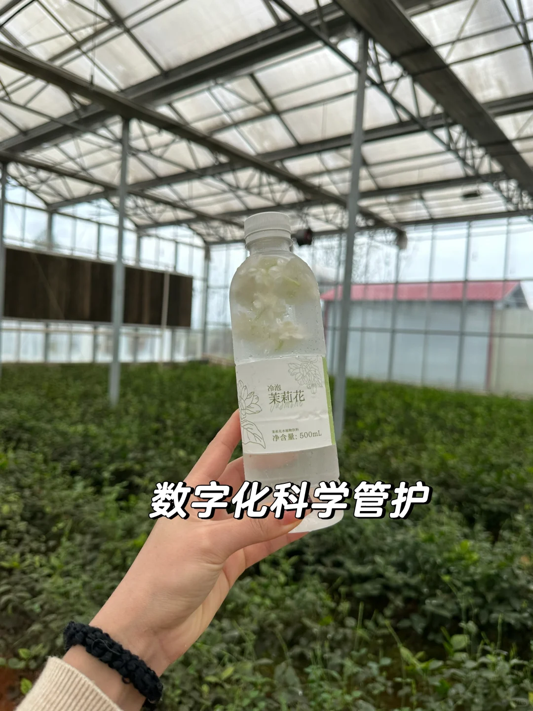 上春山，品第一口茉莉鲜?