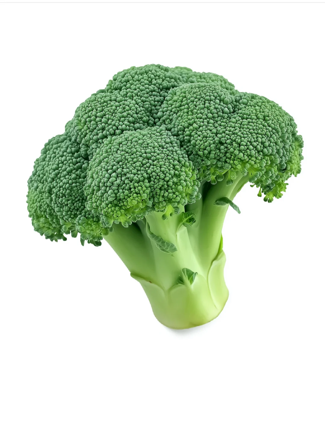 ??????? 白底头像