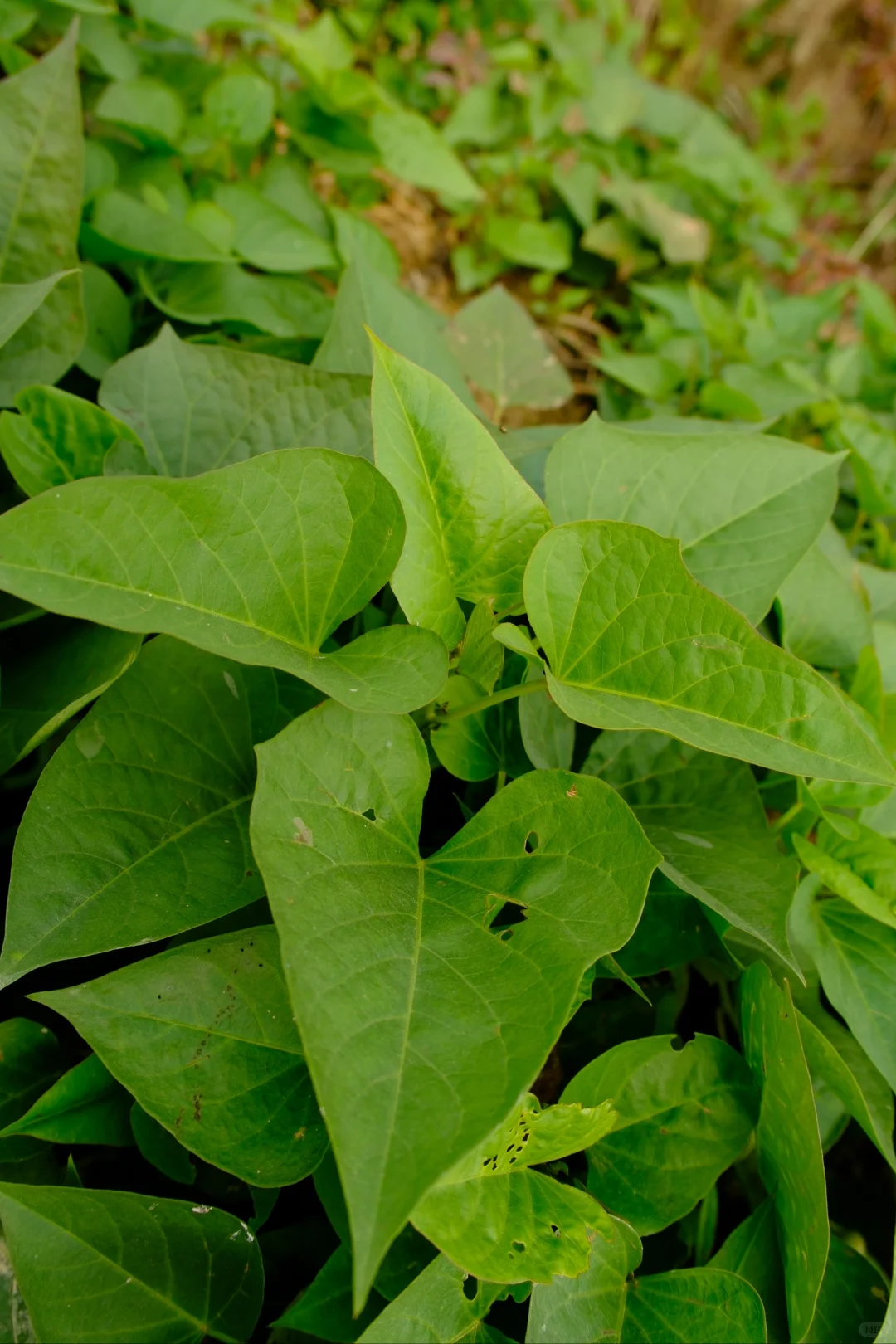 富士随拍｜菜园里的治愈色