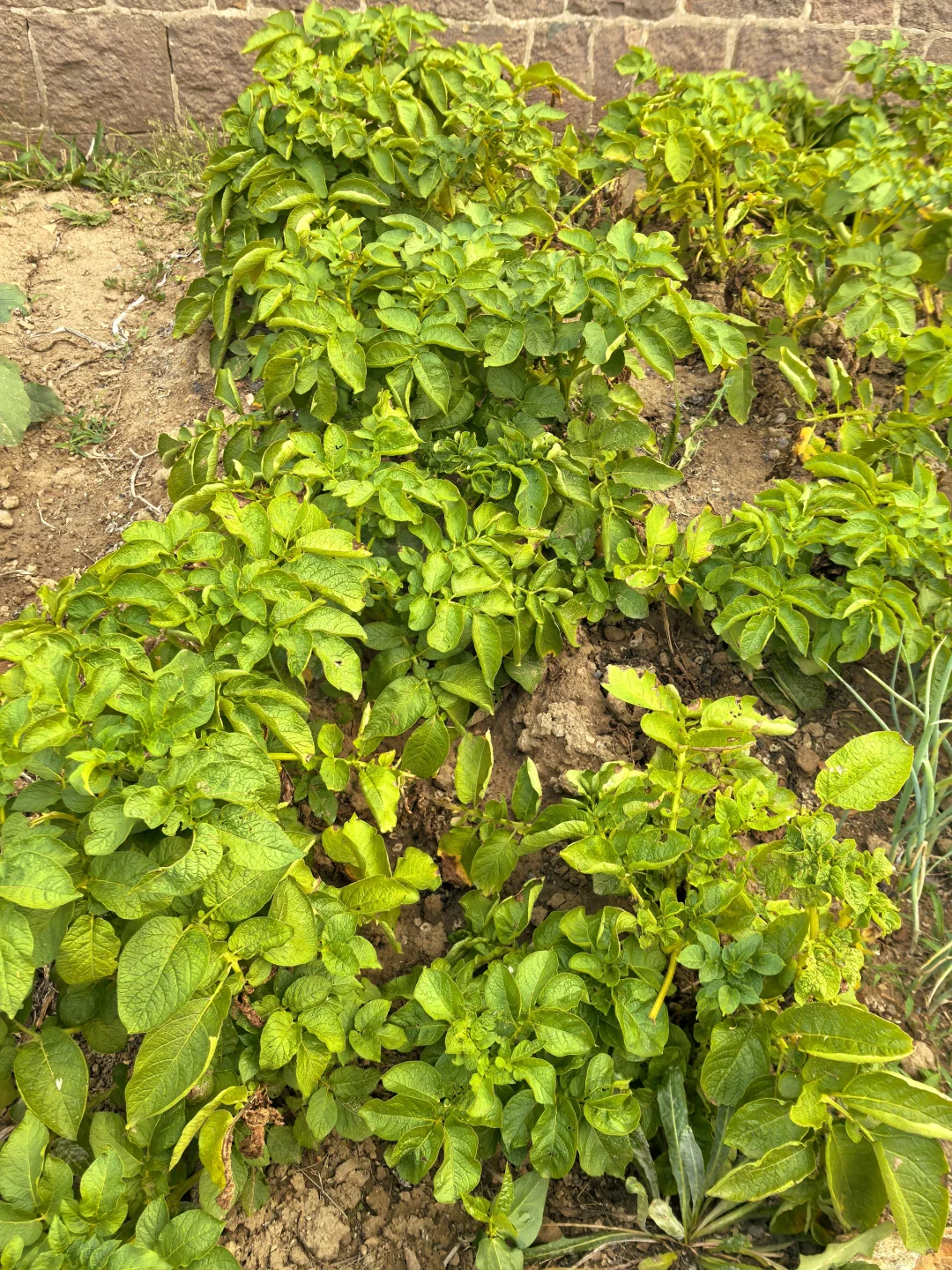 在线猜农作物蔬菜看你能闯到第几张