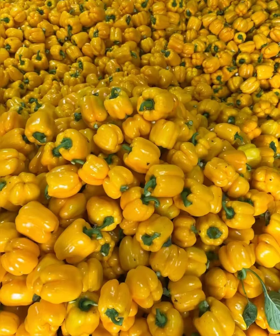 长期大量收购蔬菜、水果精品货源