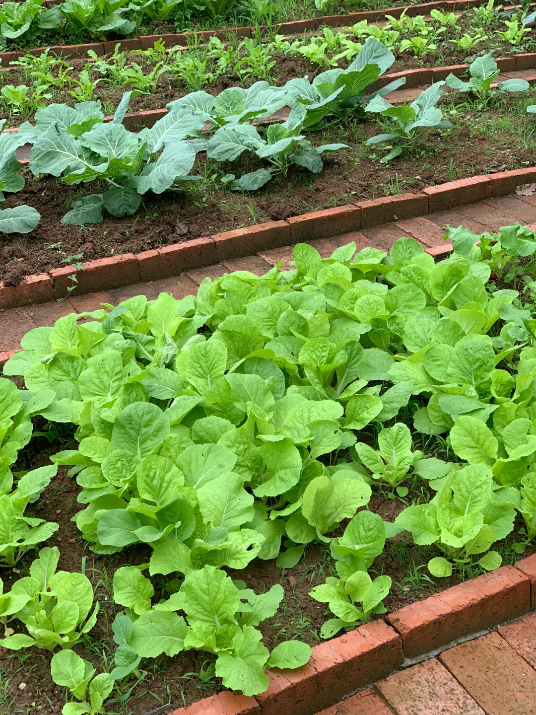 秋雨中的小菜园
