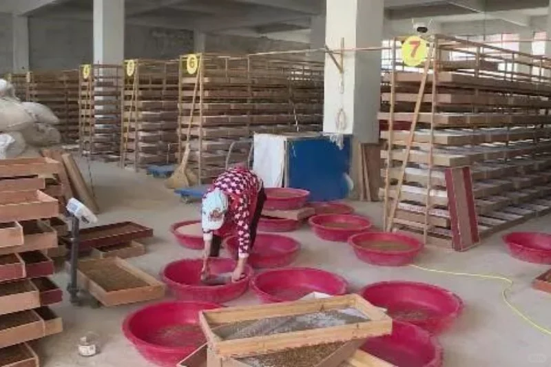 农村有100平的旧房子就能干,一年收入20万